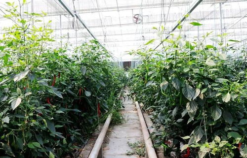 有機蔬果種苗培育 植物工廠化繁育步入發(fā)展快車道