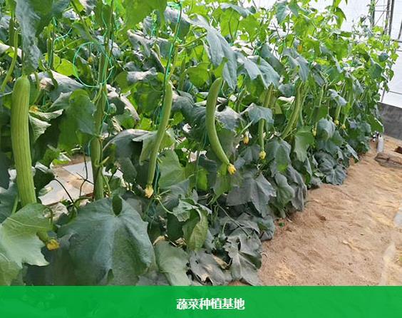 東莞蔬菜配送服務(wù)的創(chuàng)新與水果種植產(chǎn)業(yè)的協(xié)同發(fā)展